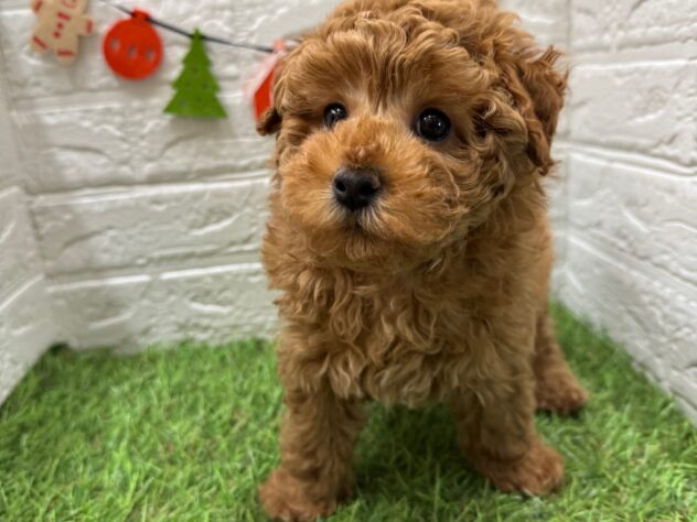 新潟県のトイプードル(トイ) (アミーゴ新潟小新店/2025年10月9日生まれ/男の子/レッド)の子犬の1枚目の画像