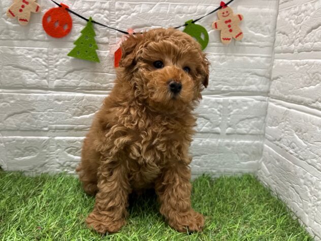 新潟県のトイプードル(トイ) (アミーゴ新潟小新店/2025年10月9日生まれ/男の子/レッド)の子犬の3枚目の画像