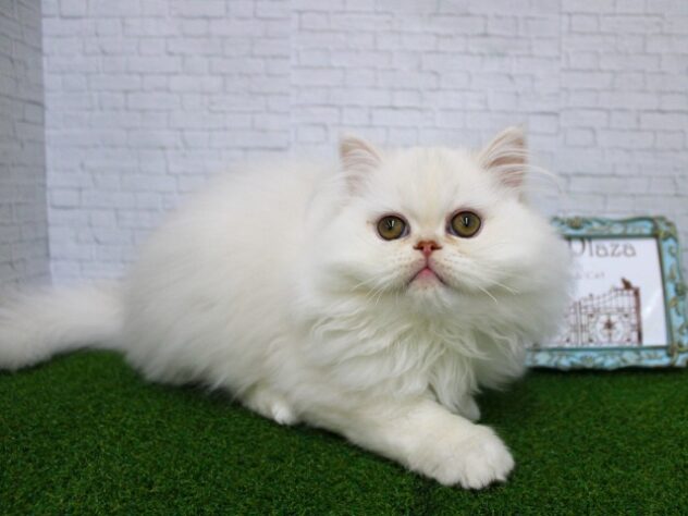 兵庫県のエキゾチック (ペット・プラザ アミーゴ尼崎昭和通店/2025年10月25日生まれ/男の子/クリーム)の子猫の2枚目の画像