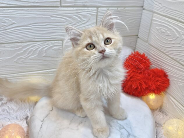 兵庫県のサイベリアン (ワンキャラット アミーゴ姫路飾磨店/2025年9月1日生まれ/女の子/クリームタビー)の子猫の2枚目の画像