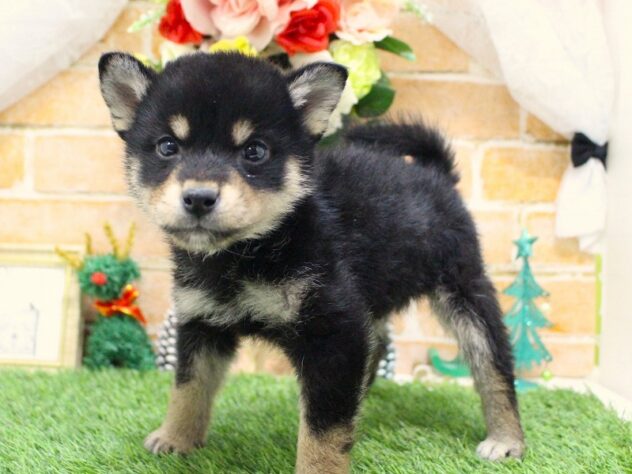 兵庫県の柴犬(標準サイズ) (ペット・プラザ アミーゴ三田店/2025年10月17日生まれ/男の子/黒)の子犬の3枚目の画像