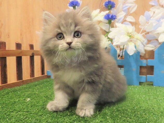 兵庫県のマンチカン (アミーゴ伊丹店/2025年10月30日生まれ/男の子/ブルータビー)の子猫