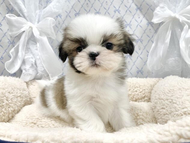 広島県のハーフ犬・ミックス犬 (アミーゴ宇品店/2025年10月3日生まれ/女の子/ホワイトゴールド)の子犬