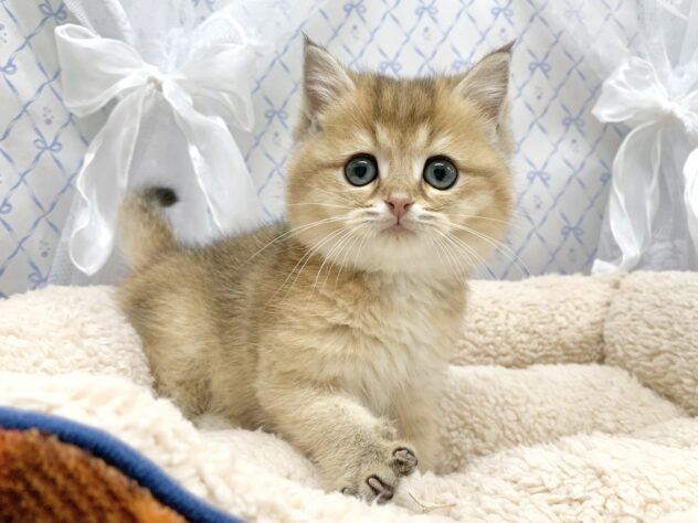 広島県のブリティッシュショートヘアー (アミーゴ宇品店/2025年10月3日生まれ/男の子/ゴールデンシェーデッド)の子猫の4枚目の画像