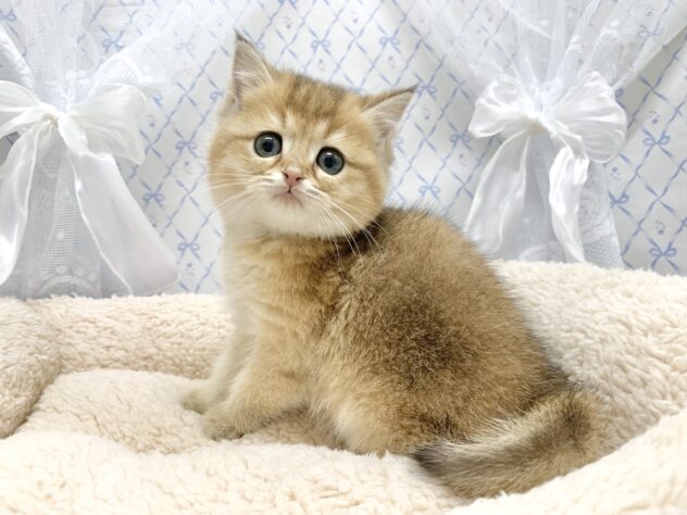 広島県のブリティッシュショートヘアー (アミーゴ宇品店/2025年10月3日生まれ/男の子/ゴールデンシェーデッド)の子猫の3枚目の画像