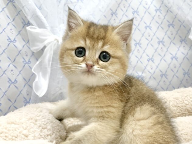 広島県のブリティッシュショートヘアー (アミーゴ宇品店/2025年10月3日生まれ/男の子/ゴールデンシェーデッド)の子猫の1枚目の画像