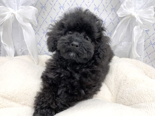 広島県のトイプードル(トイ) (アミーゴ宇品店/2025年9月9日生まれ/女の子/ブラック)の子犬の1枚目の画像