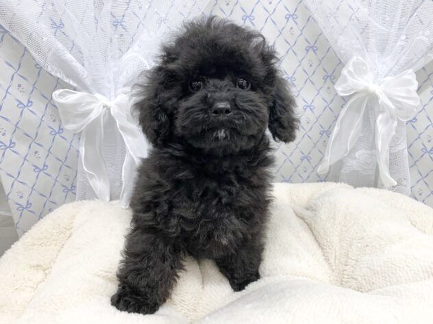 広島県のトイプードル(トイ) (アミーゴ宇品店/2025年9月9日生まれ/女の子/ブラック)の子犬の3枚目の画像
