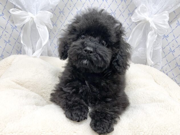 広島県のトイプードル(トイ) (アミーゴ宇品店/2025年9月9日生まれ/女の子/ブラック)の子犬の2枚目の画像