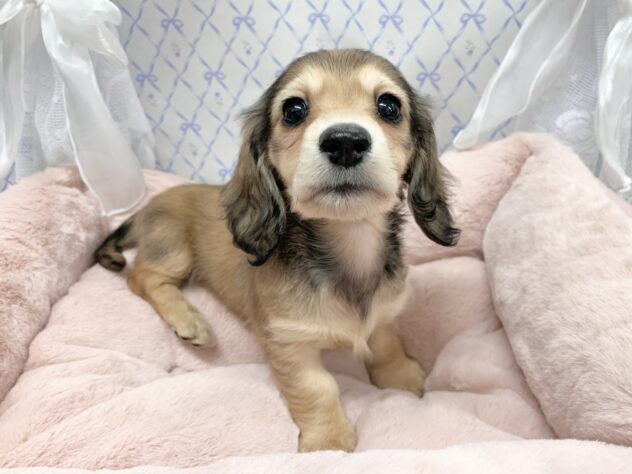 広島県のミニチュアダックスフンド(ロング) (アミーゴ宇品店/2025年10月9日生まれ/女の子/シェーデットイエロー)の子犬の3枚目の画像