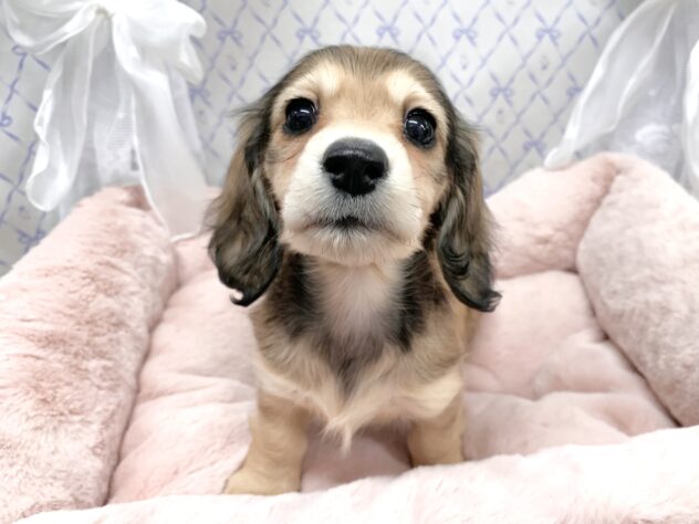 広島県のミニチュアダックスフンド(ロング) (アミーゴ宇品店/2025年10月9日生まれ/女の子/シェーデットイエロー)の子犬の2枚目の画像