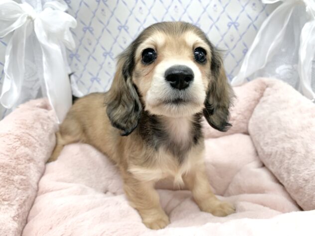 広島県のミニチュアダックスフンド(ロング) (アミーゴ宇品店/2025年10月9日生まれ/女の子/シェーデットイエロー)の子犬の1枚目の画像