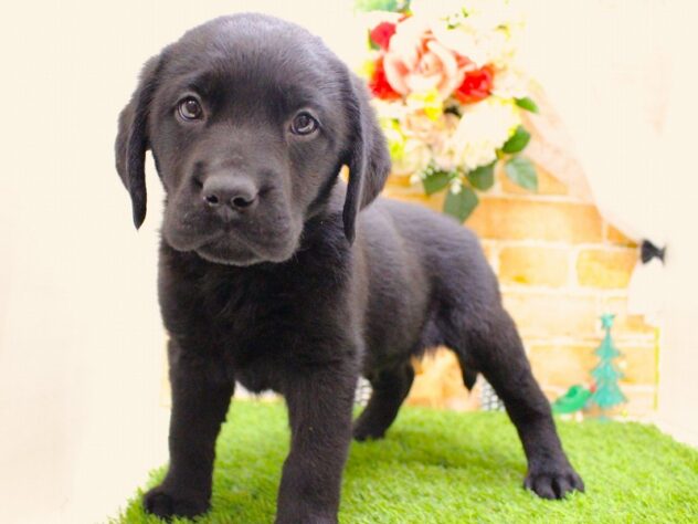 兵庫県のラブラドールレトリーバー (ペット・プラザ アミーゴ三田店/2025年10月12日生まれ/男の子/ブラック)の子犬の3枚目の画像
