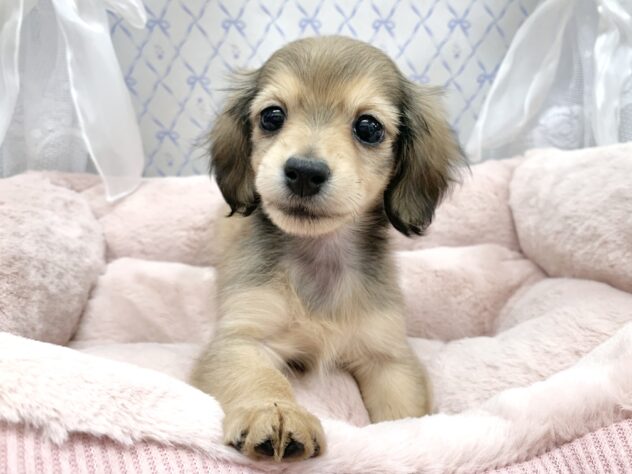 広島県のミニチュアダックスフンド(ロング) (アミーゴ宇品店/2025年10月9日生まれ/女の子/シェーデットイエロー)の子犬の3枚目の画像