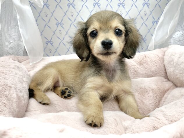 広島県のミニチュアダックスフンド(ロング) (アミーゴ宇品店/2025年10月9日生まれ/女の子/シェーデットイエロー)の子犬の2枚目の画像