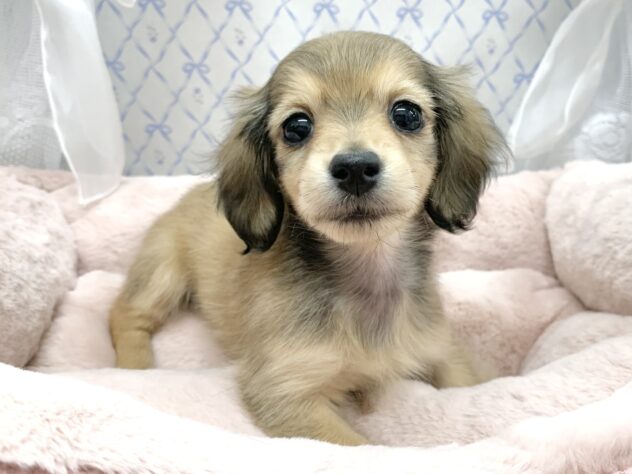 広島県のミニチュアダックスフンド(ロング) (アミーゴ宇品店/2025年10月9日生まれ/女の子/シェーデットイエロー)の子犬の1枚目の画像