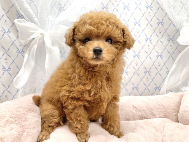 広島県のトイプードル(トイ) (アミーゴ宇品店/2025年10月23日生まれ/女の子/レッドフォーン)の子犬の3枚目の画像