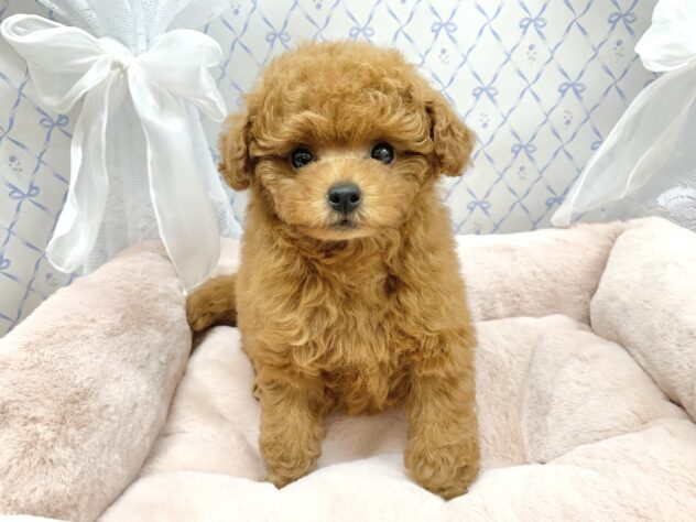 広島県のトイプードル(トイ) (アミーゴ宇品店/2025年10月23日生まれ/女の子/レッドフォーン)の子犬の2枚目の画像