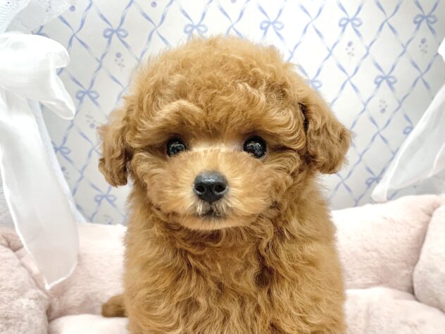 広島県のトイプードル(トイ) (アミーゴ宇品店/2025年10月23日生まれ/女の子/レッドフォーン)の子犬の1枚目の画像