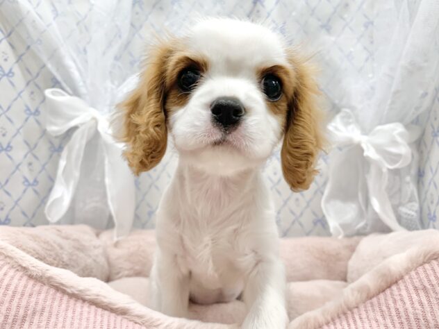 広島県のキャバリアキングチャールズスパニエル (アミーゴ宇品店/2025年10月24日生まれ/女の子/ブレンハイム)の子犬の3枚目の画像