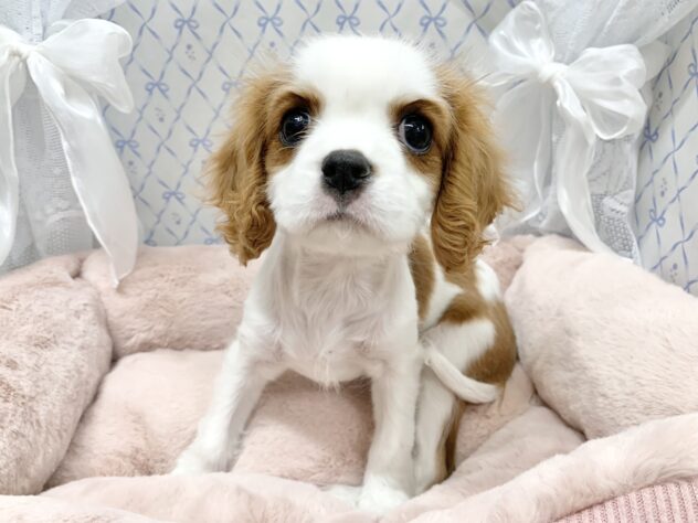 広島県のキャバリアキングチャールズスパニエル (アミーゴ宇品店/2025年10月24日生まれ/女の子/ブレンハイム)の子犬の1枚目の画像