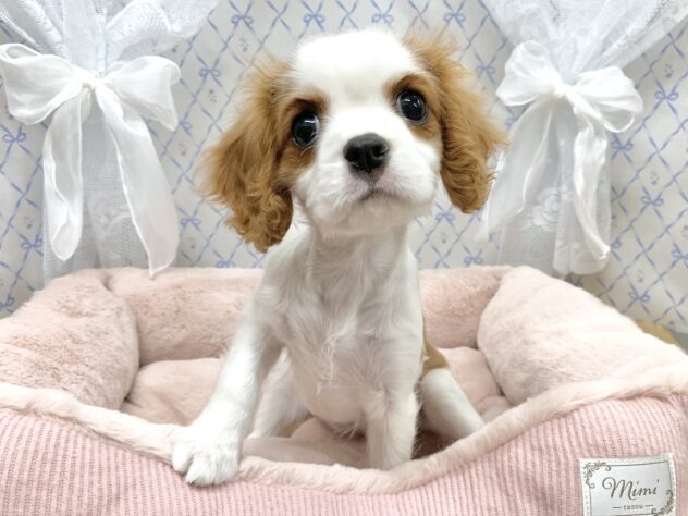 広島県のキャバリアキングチャールズスパニエル (アミーゴ宇品店/2025年10月24日生まれ/女の子/ブレンハイム)の子犬の2枚目の画像