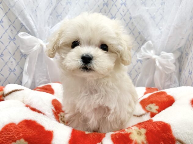 広島県のハーフ犬・ミックス犬 (アミーゴ宇品店/2025年10月28日生まれ/女の子/クリーム)の子犬の1枚目の画像