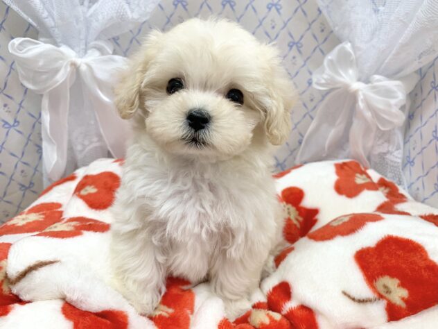 広島県のハーフ犬・ミックス犬 (アミーゴ宇品店/2025年10月28日生まれ/女の子/クリーム)の子犬の2枚目の画像