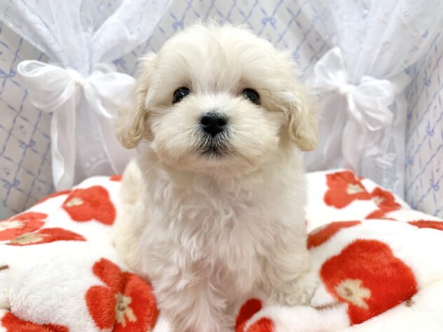 広島県のハーフ犬・ミックス犬 (アミーゴ宇品店/2025年10月28日生まれ/女の子/クリーム)の子犬の3枚目の画像