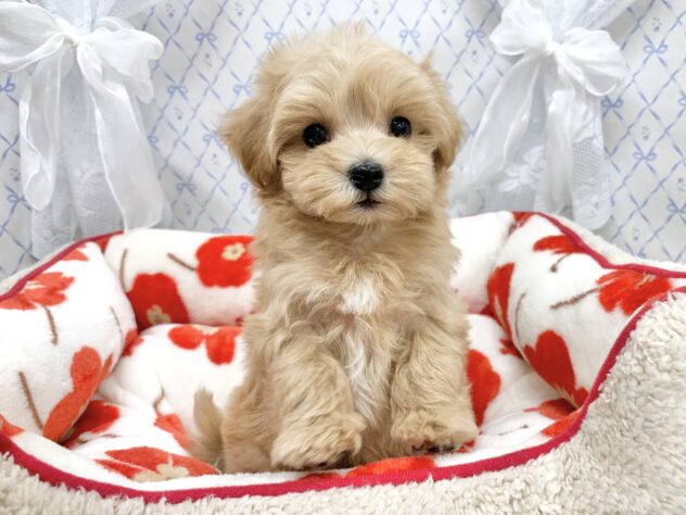 広島県のハーフ犬・ミックス犬 (アミーゴ宇品店/2025年10月27日生まれ/女の子/クリーム)の子犬の3枚目の画像