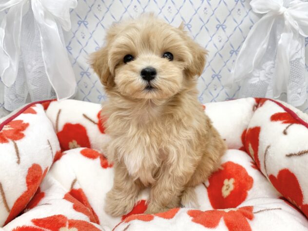 広島県のハーフ犬・ミックス犬 (アミーゴ宇品店/2025年10月27日生まれ/女の子/クリーム)の子犬の1枚目の画像