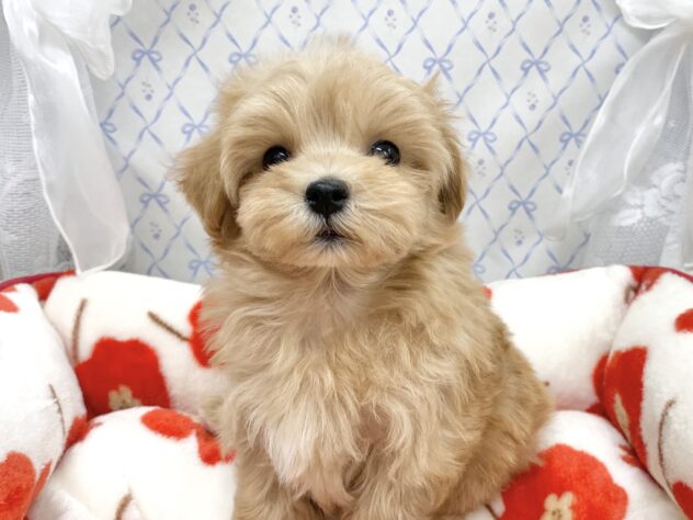 広島県のハーフ犬・ミックス犬 (アミーゴ宇品店/2025年10月27日生まれ/女の子/クリーム)の子犬の2枚目の画像