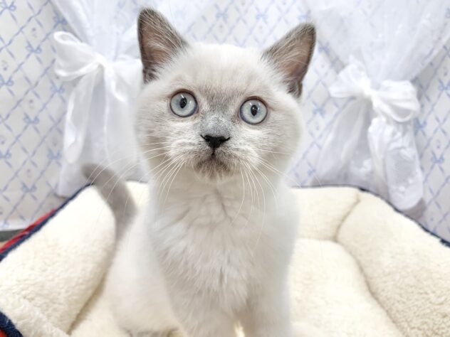 広島県のブリティッシュショートヘアー (アミーゴ宇品店/2025年9月28日生まれ/女の子/ブルーポイント)の子猫