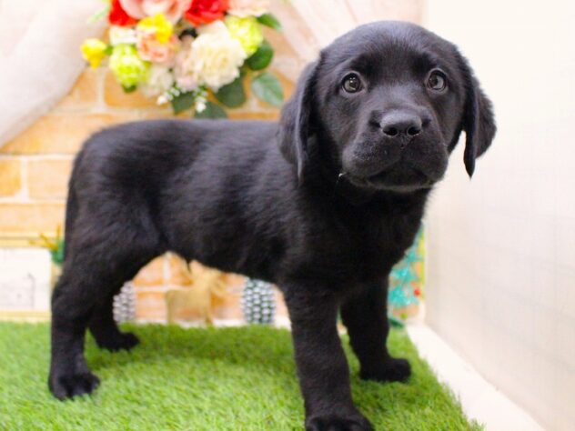 兵庫県のラブラドールレトリーバー (ペット・プラザ アミーゴ三田店/2025年10月12日生まれ/男の子/ブラック)の子犬の2枚目の画像