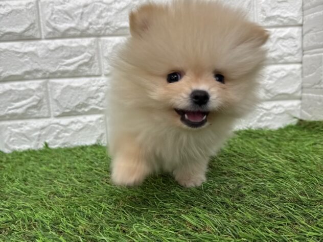 新潟県のポメラニアン (アミーゴ新潟小新店/2025年10月21日生まれ/男の子/クリーム)の子犬