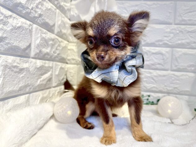 香川県のハーフ犬・ミックス犬 (ワンキャラット アミーゴ丸亀店/2025年6月19日生まれ/男の子/チョコレートタン)の子犬の2枚目の画像