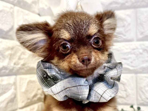 香川県のハーフ犬・ミックス犬 (ワンキャラット アミーゴ丸亀店/2025年6月19日生まれ/男の子/チョコレートタン)の子犬の1枚目の画像