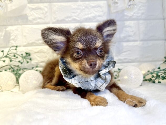 香川県のハーフ犬・ミックス犬 (ワンキャラット アミーゴ丸亀店/2025年6月19日生まれ/男の子/チョコレートタン)の子犬の3枚目の画像