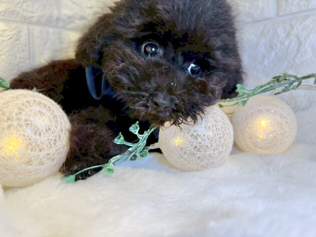 香川県のトイプードル(トイ) (ワンキャラット アミーゴ丸亀店/2025年9月17日生まれ/男の子/ブラック)の子犬の2枚目の画像