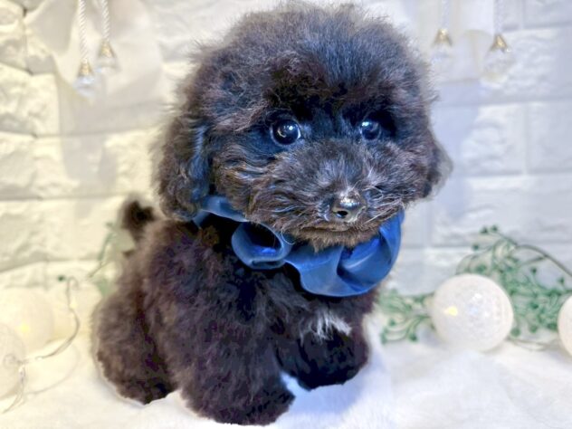 香川県のトイプードル(トイ) (ワンキャラット アミーゴ丸亀店/2025年9月17日生まれ/男の子/ブラック)の子犬の3枚目の画像