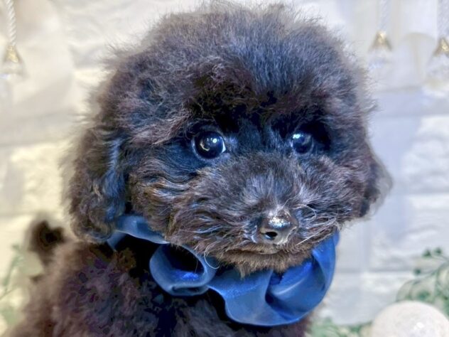 香川県のトイプードル(トイ) (ワンキャラット アミーゴ丸亀店/2025年9月17日生まれ/男の子/ブラック)の子犬の1枚目の画像