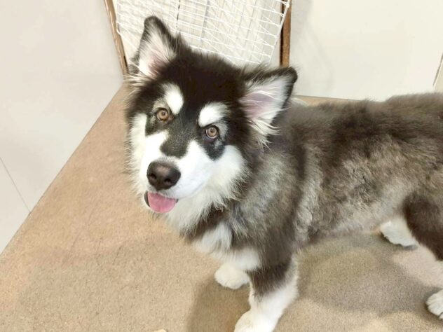 香川県のアラスカンマラミュート (ワンキャラット アミーゴ丸亀店/2025年7月22日生まれ/女の子/ブラックホワイト)の子犬の2枚目の画像