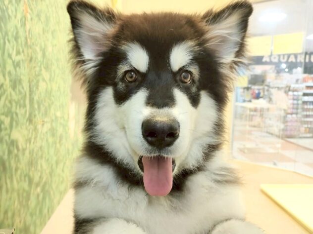 香川県のアラスカンマラミュート (ワンキャラット アミーゴ丸亀店/2025年7月22日生まれ/女の子/ブラックホワイト)の子犬の1枚目の画像