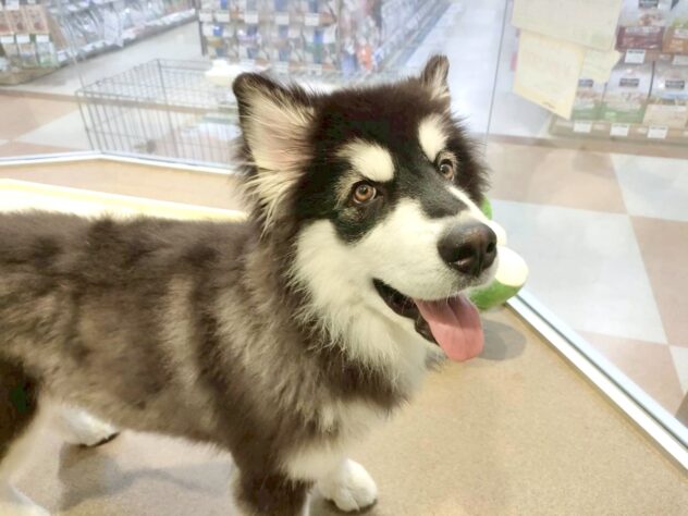 香川県のアラスカンマラミュート (ワンキャラット アミーゴ丸亀店/2025年7月22日生まれ/女の子/ブラックホワイト)の子犬の3枚目の画像