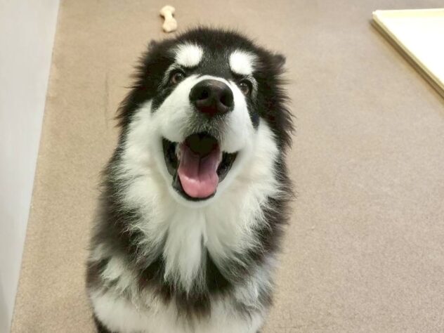 香川県のアラスカンマラミュート (ワンキャラット アミーゴ丸亀店/2025年7月22日生まれ/女の子/ブラックホワイト)の子犬の4枚目の画像