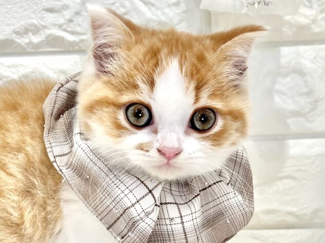 香川県のスコティッシュフォールド (ワンキャラット アミーゴ丸亀店/2025年9月29日生まれ/男の子/レッドタビーホワイト)の子猫の1枚目の画像