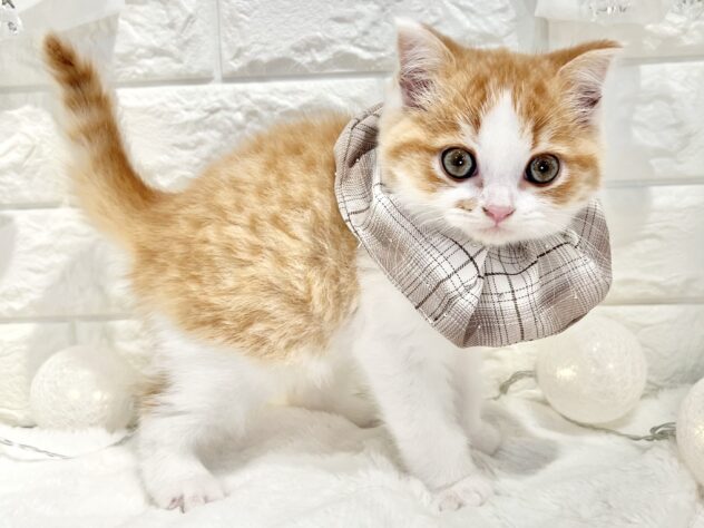 香川県のスコティッシュフォールド (ワンキャラット アミーゴ丸亀店/2025年9月29日生まれ/男の子/レッドタビーホワイト)の子猫の2枚目の画像