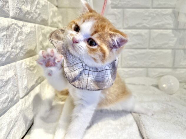 香川県のスコティッシュフォールド (ワンキャラット アミーゴ丸亀店/2025年9月29日生まれ/男の子/レッドタビーホワイト)の子猫の4枚目の画像