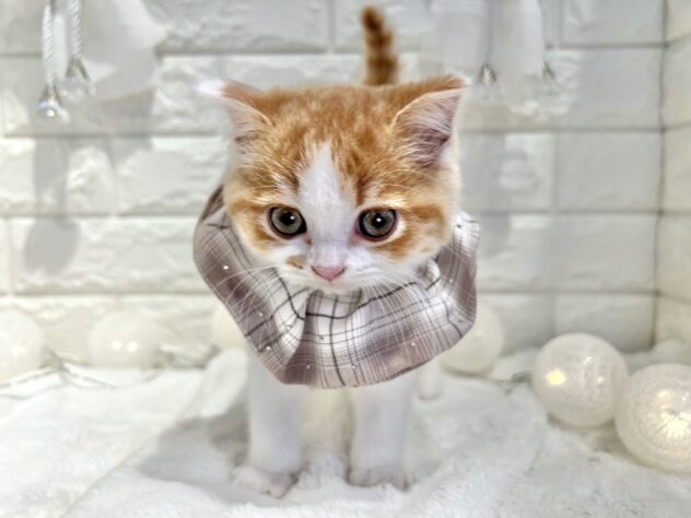 香川県のスコティッシュフォールド (ワンキャラット アミーゴ丸亀店/2025年9月29日生まれ/男の子/レッドタビーホワイト)の子猫の3枚目の画像