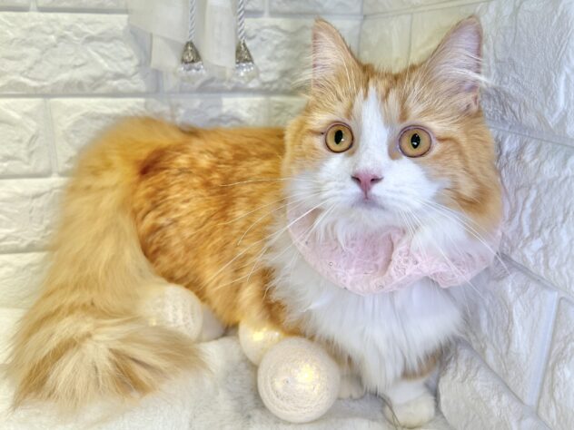 香川県のマンチカン (ワンキャラット アミーゴ丸亀店/2025年3月13日生まれ/女の子/レッドタビーホワイト)の子猫の4枚目の画像